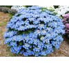 Гортензия крупнолистная Блаумайзе (Blaumeise) С2; 3 года